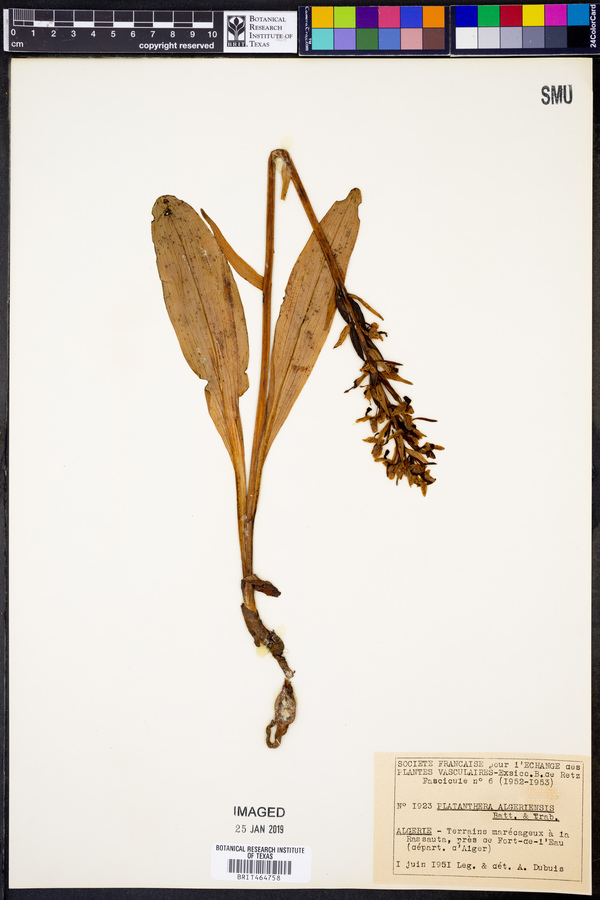 Platanthera algeriensis image