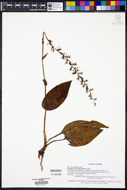 Image of Platanthera angustata