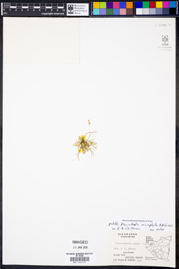 Specklinia microphylla image