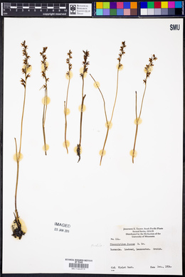 Prasophyllum fuscum image