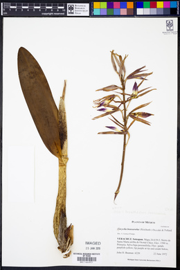 Encyclia brassavolae image
