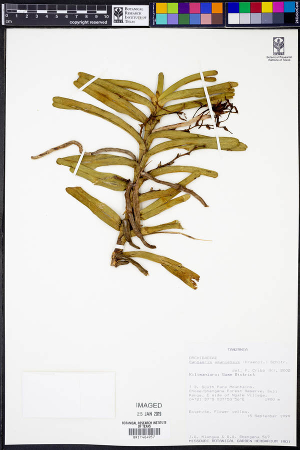 Ypsilopus amaniensis image