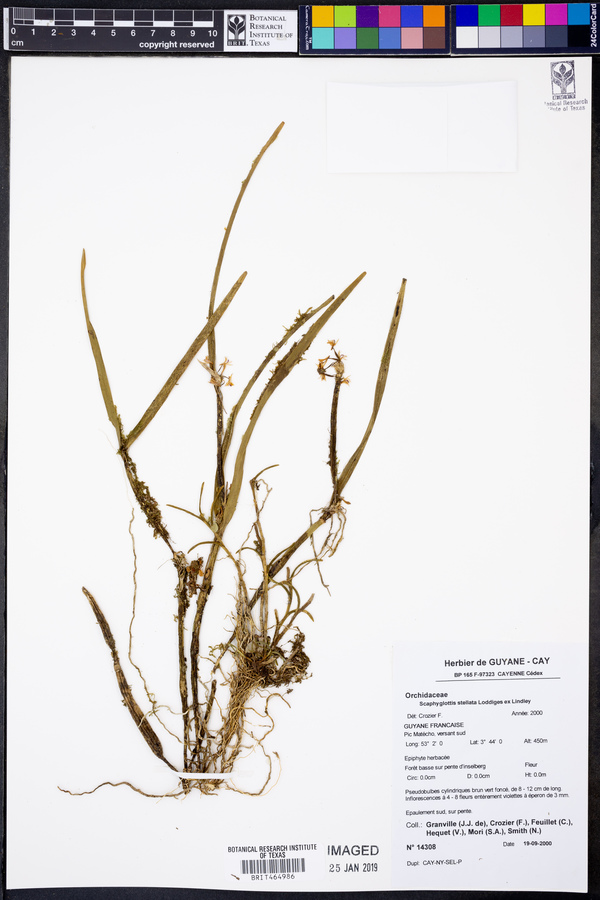 Scaphyglottis stellata image