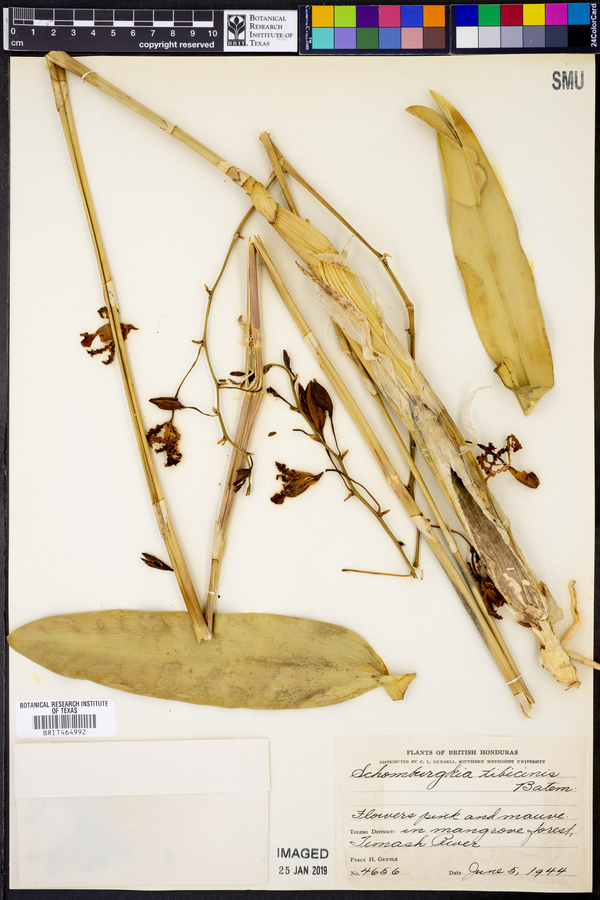 Schomburgkia tibicinis image
