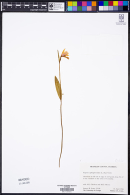 Pogonia ophioglossoides image