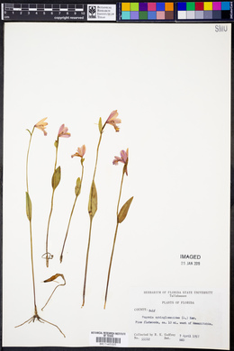 Pogonia ophioglossoides image