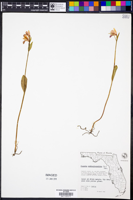 Pogonia ophioglossoides image