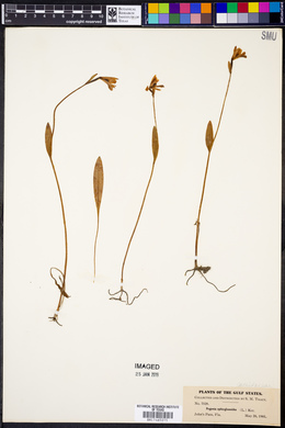 Pogonia ophioglossoides image