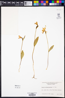 Pogonia ophioglossoides image