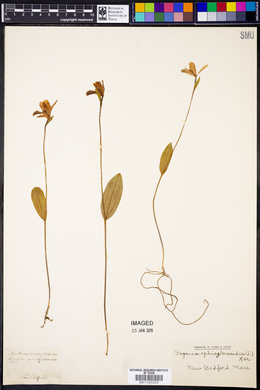 Pogonia ophioglossoides image