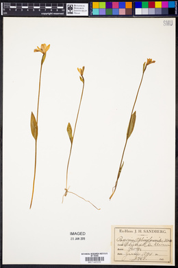 Pogonia ophioglossoides image