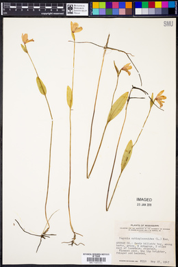 Pogonia ophioglossoides image