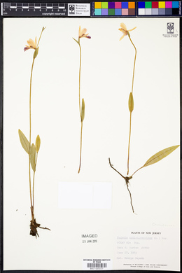 Pogonia ophioglossoides image