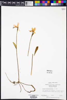 Pogonia ophioglossoides image