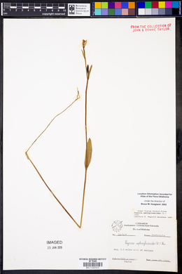 Pogonia ophioglossoides image