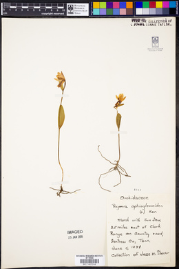 Pogonia ophioglossoides image