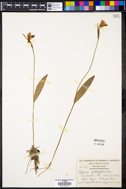 Pogonia ophioglossoides image