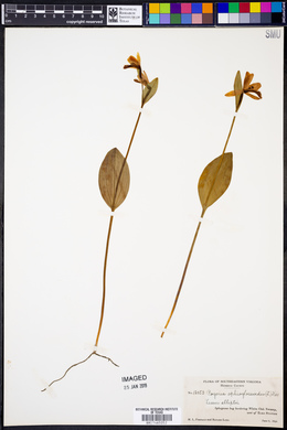 Pogonia ophioglossoides image