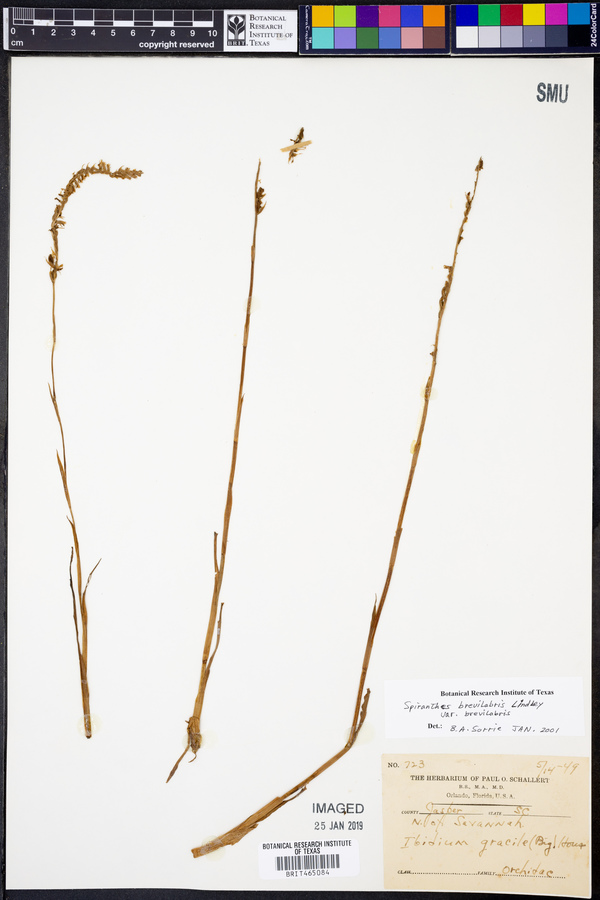 Spiranthes brevilabris var. brevilabris image