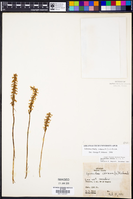 Spiranthes cernua image