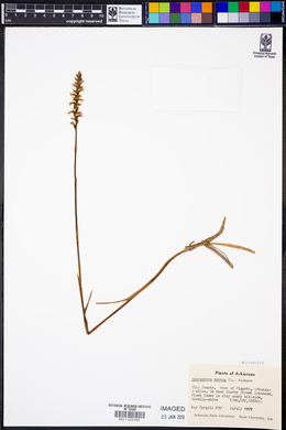 Spiranthes cernua image