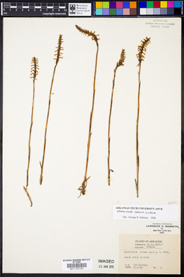 Spiranthes cernua image