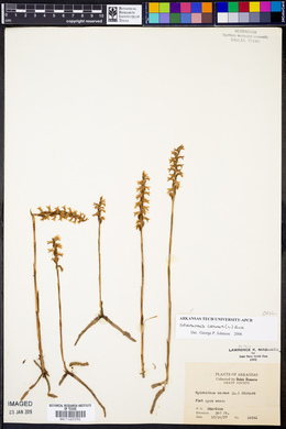 Spiranthes cernua image