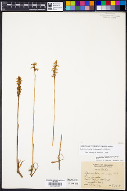 Spiranthes cernua image