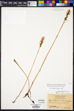 Spiranthes cernua image