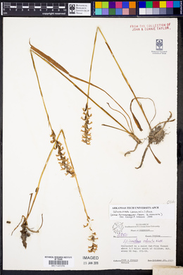 Spiranthes cernua image