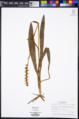 Spiranthes cernua image