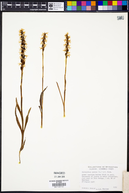 Spiranthes cernua image