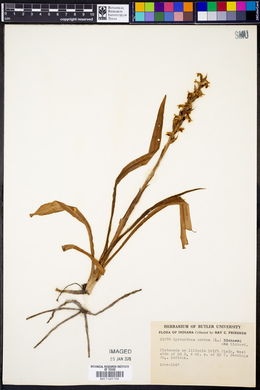 Spiranthes cernua image