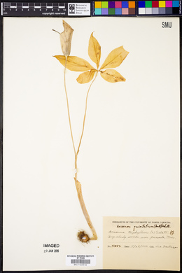 Arisaema quinatum image