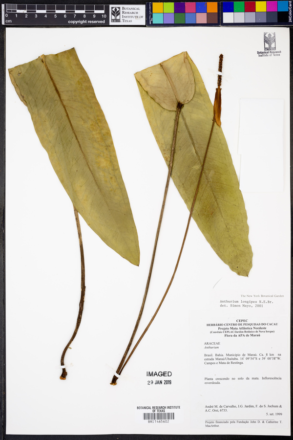 Anthurium longipes image