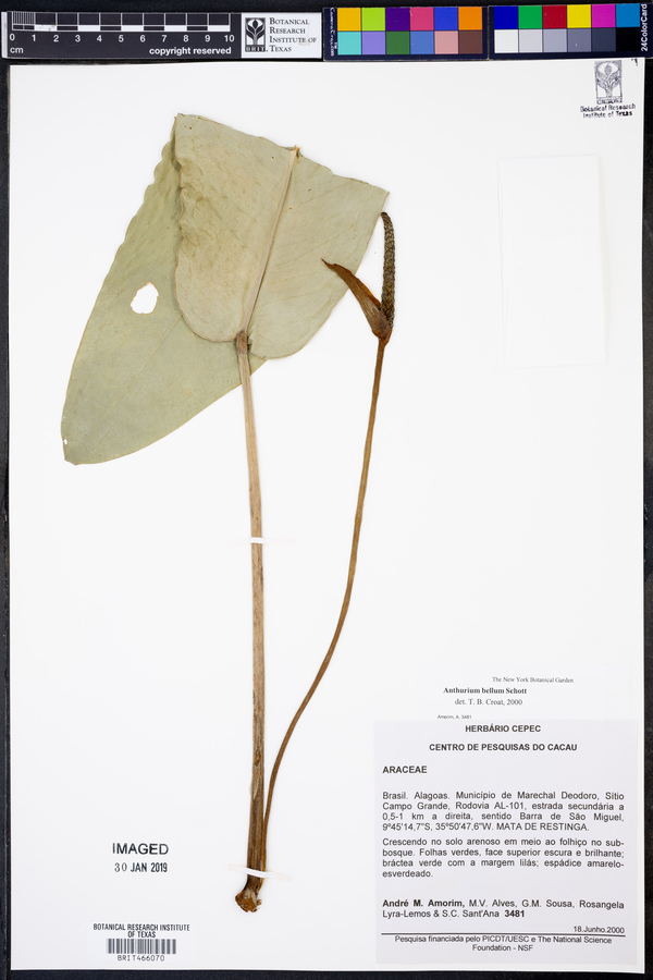 Anthurium bellum image