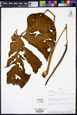 Anthurium cordiforme image