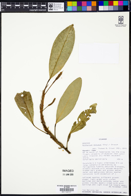 Anthurium obtusum image