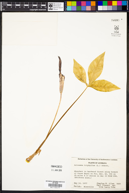 Image Associated With the Occurence
