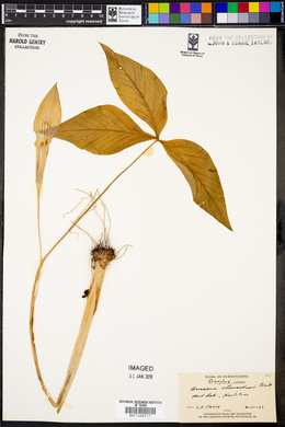 Arisaema stewardsonii image