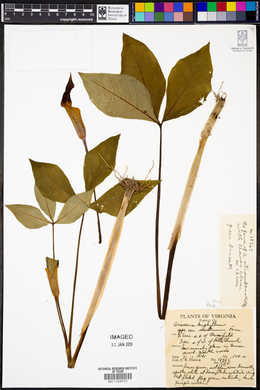 Arisaema triphyllum var. montanum image