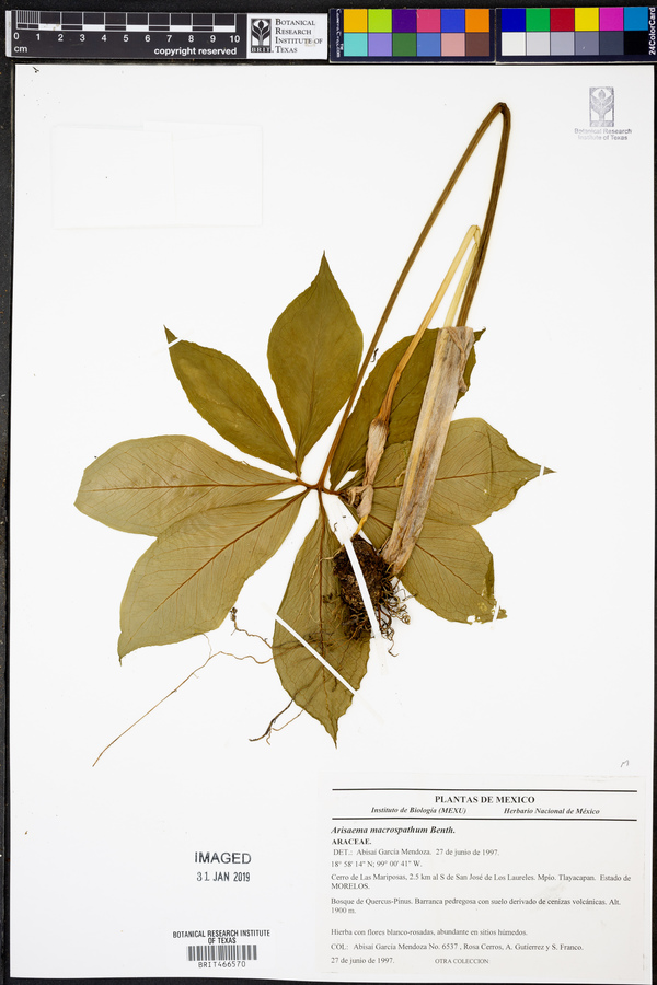 Arisaema macrospathum image