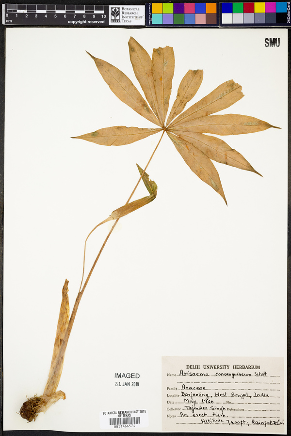 Arisaema consanguineum image