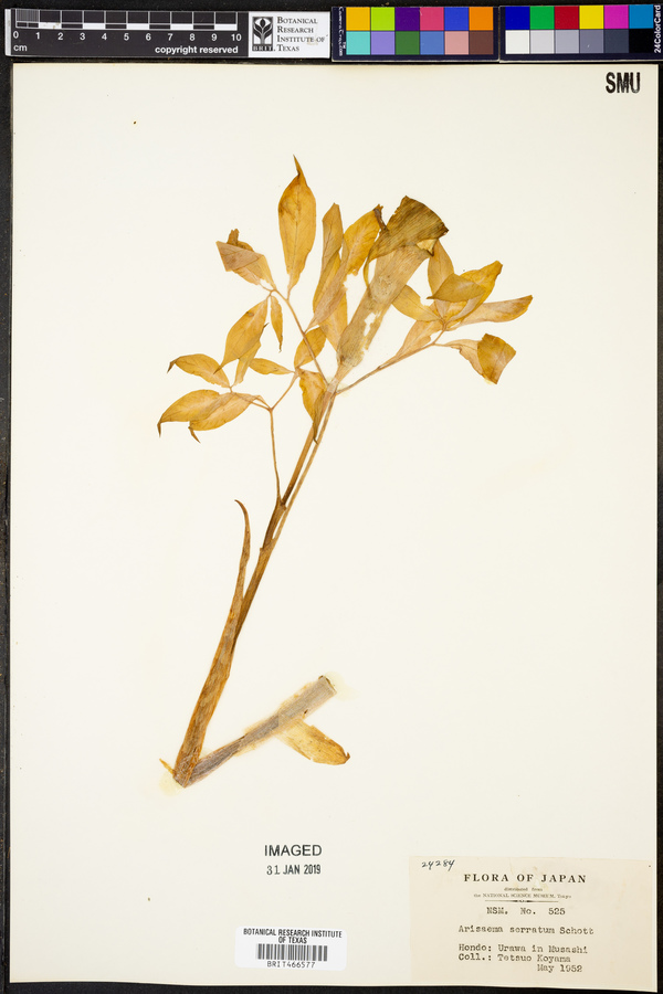 Arisaema serratum image