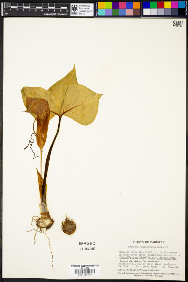 Arisaema wallichianum image