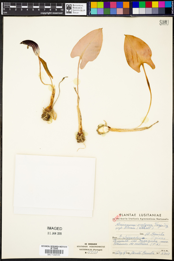 Arisarum vulgare subsp. clusii image