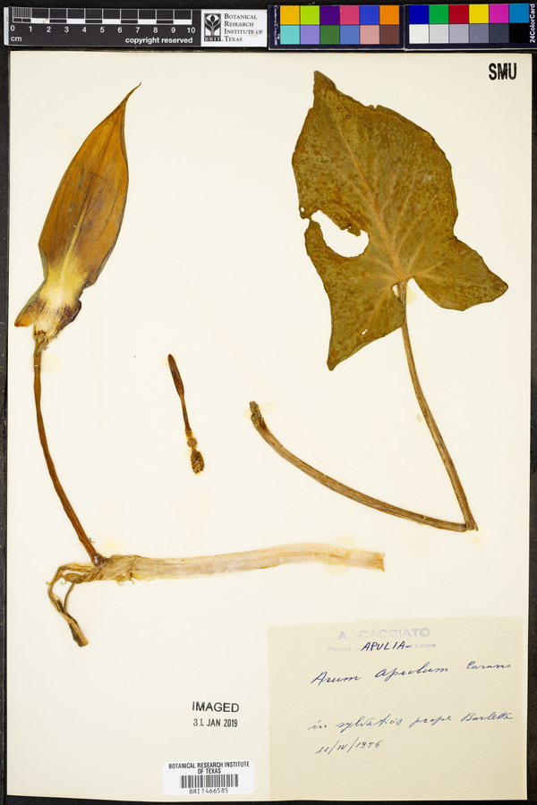 Arum apulum image