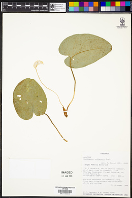 Callopsis volkensii image