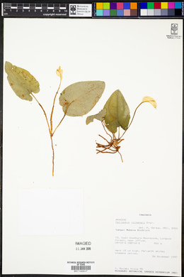 Callopsis volkensii image