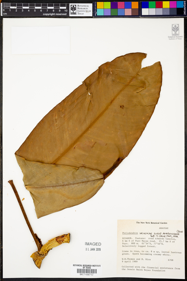 Philodendron heleniae subsp. amazonense image